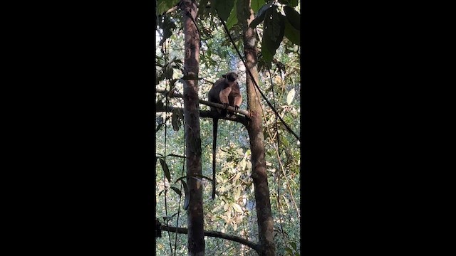 Bennett's Tree Kangaroo - ML649119710