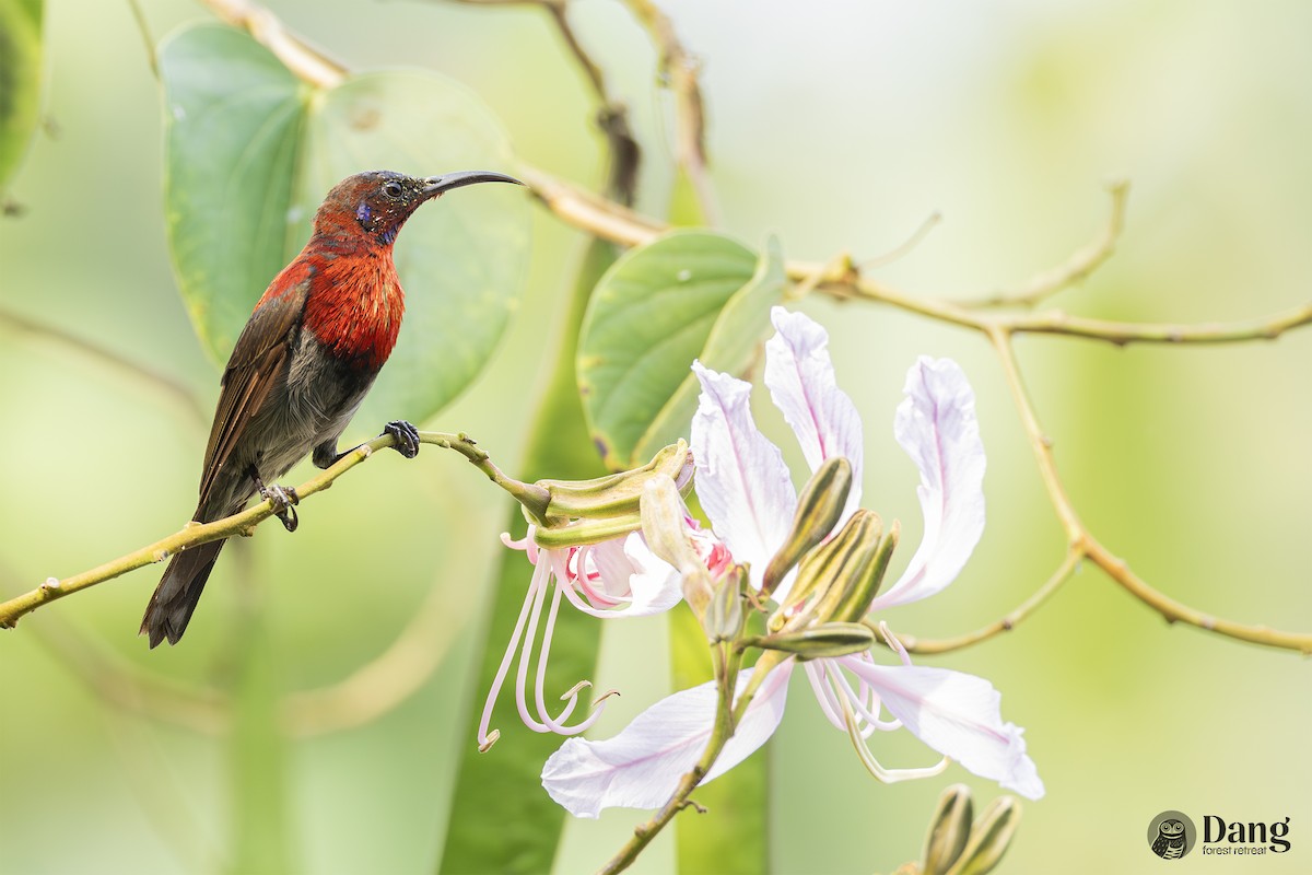 Vigors's Sunbird - ML649119802