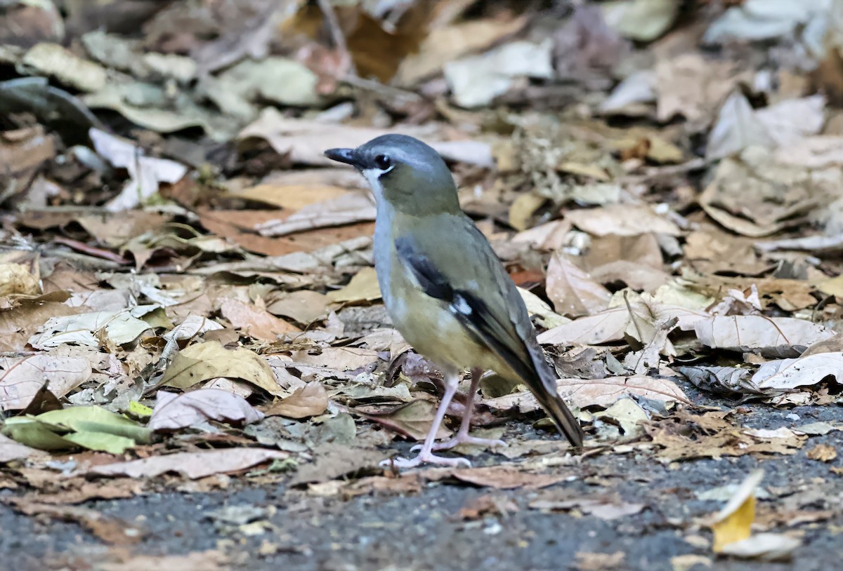 Gray-headed Robin - ML649119831