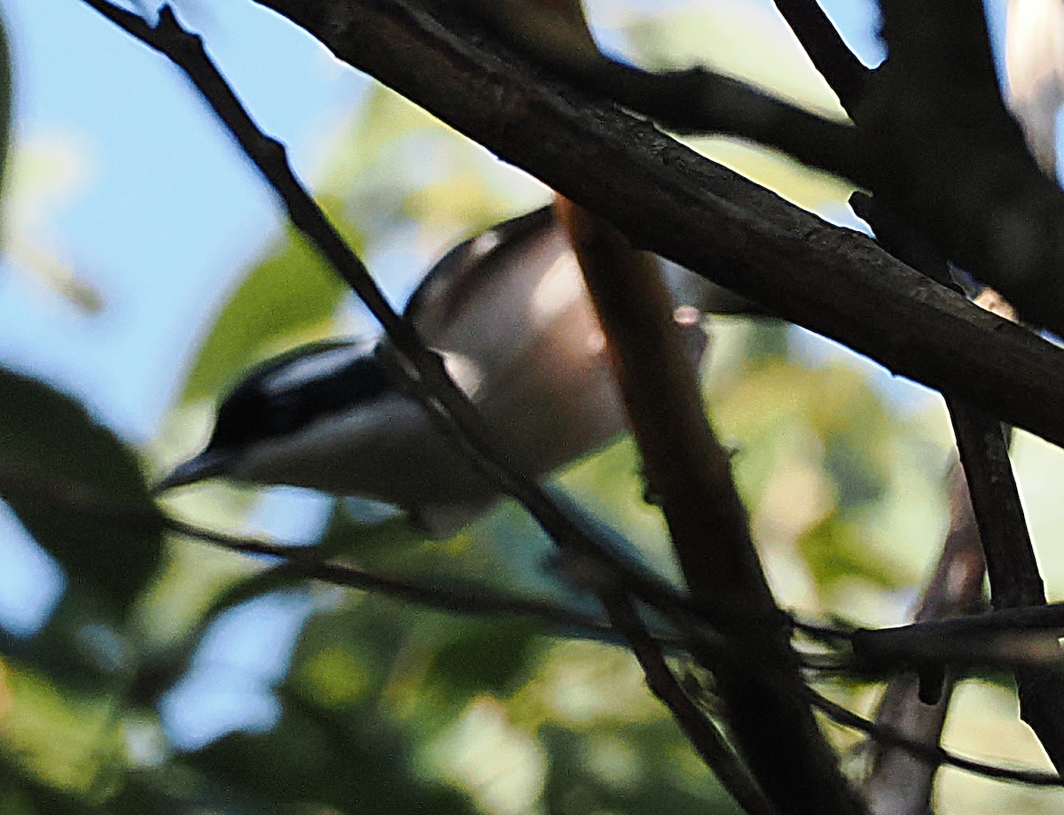 White-browed Shrike-Babbler (Dalat) - ML649119832
