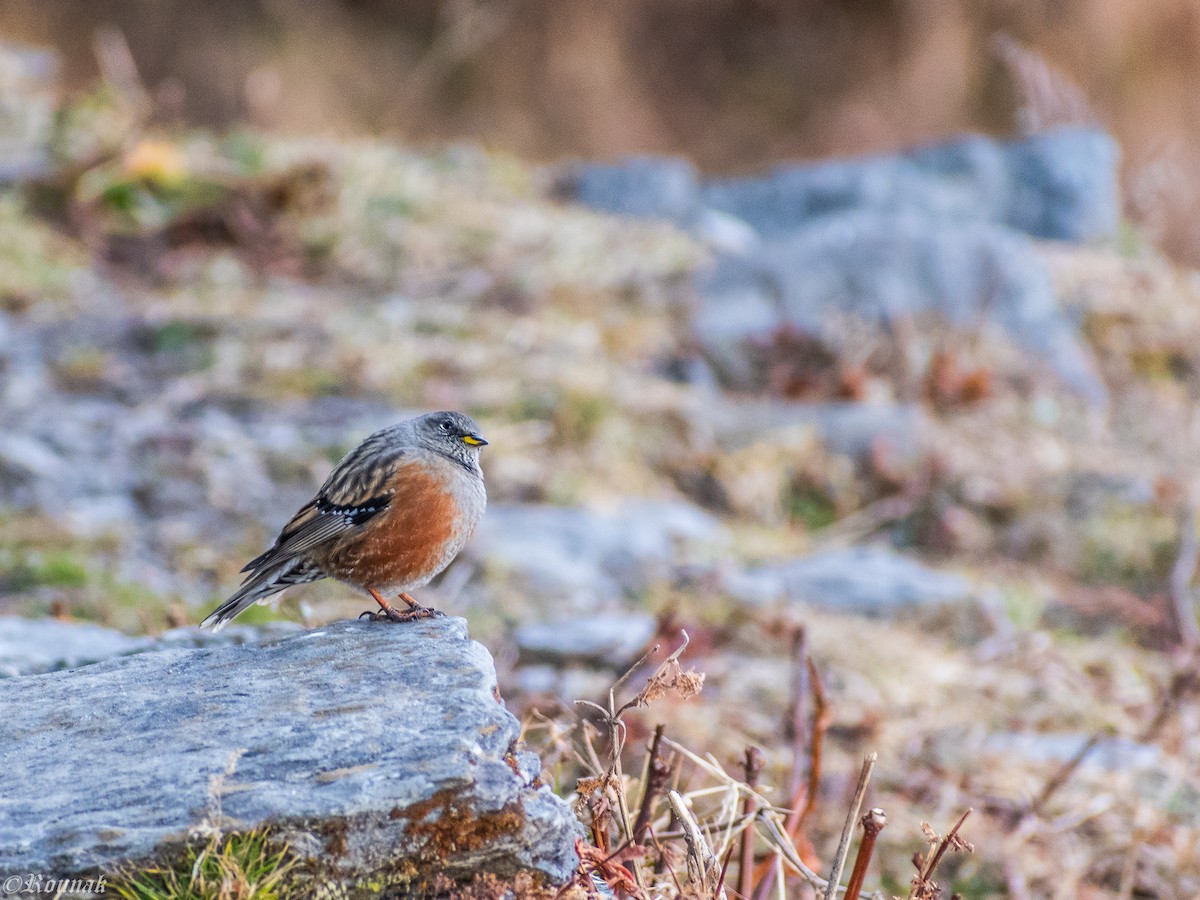 Accenteur alpin - ML649119834