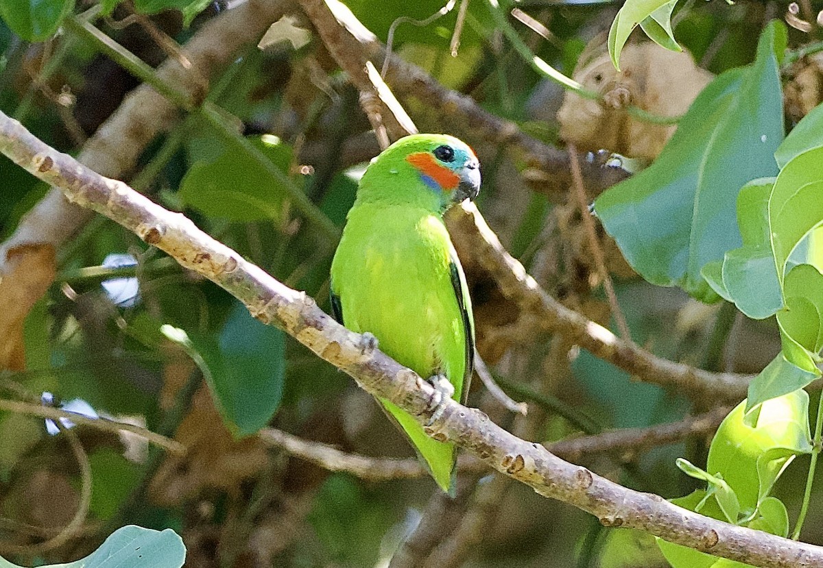 Double-eyed Fig-Parrot - ML649119958