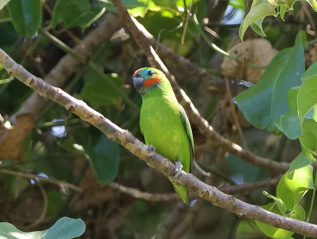 Double-eyed Fig-Parrot - ML649119959