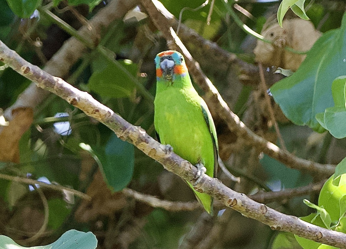 Double-eyed Fig-Parrot - ML649119960