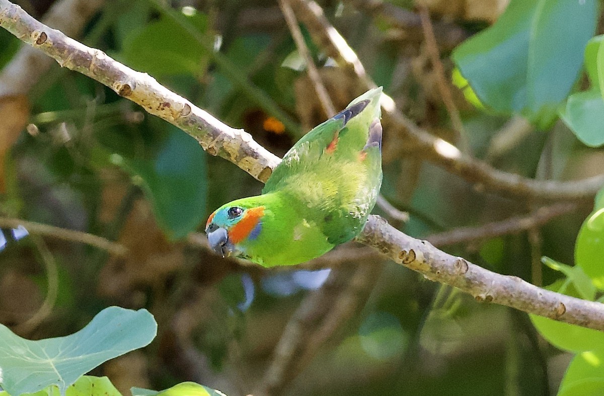 Double-eyed Fig-Parrot - ML649119961