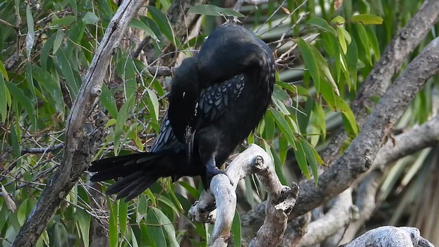 Little Black Cormorant - ML649119979