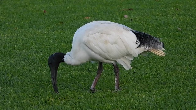 Australian Ibis - ML649119980