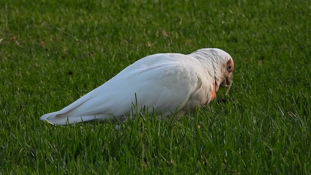 Long-billed Corella - ML649119984