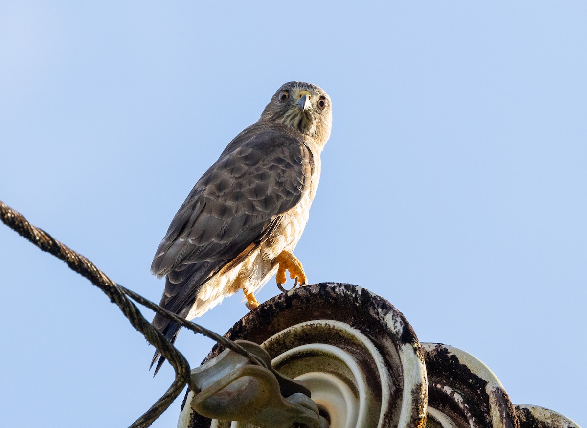 káně širokokřídlá - ML649120100