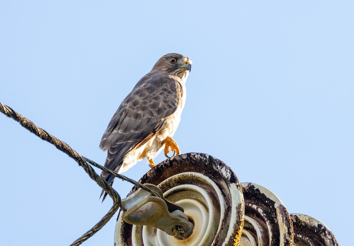 káně širokokřídlá - ML649120101
