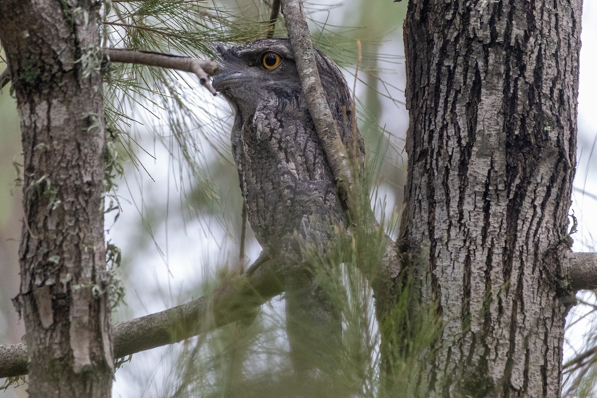 Білоніг австралійський - ML649120150