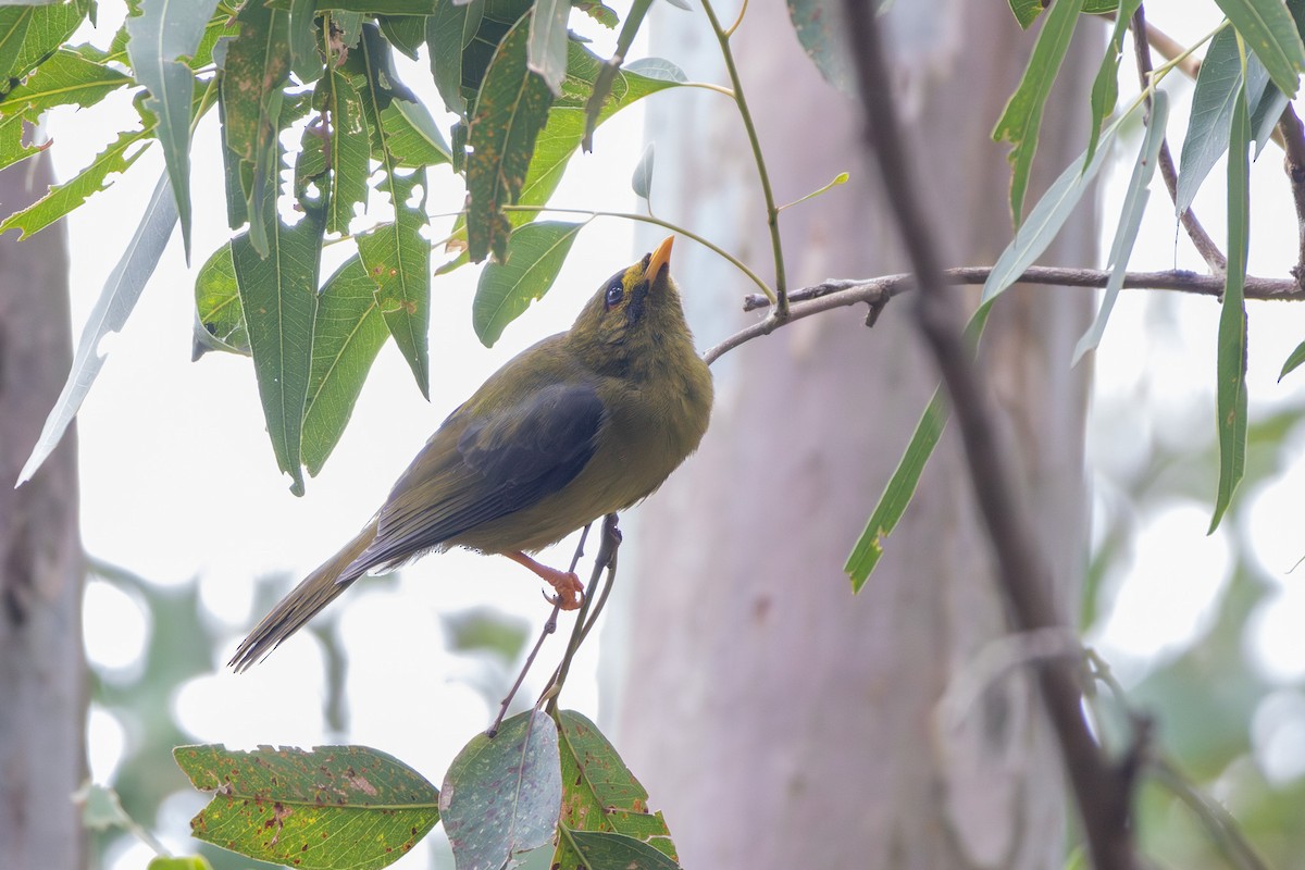 Манорина зелена - ML649120156