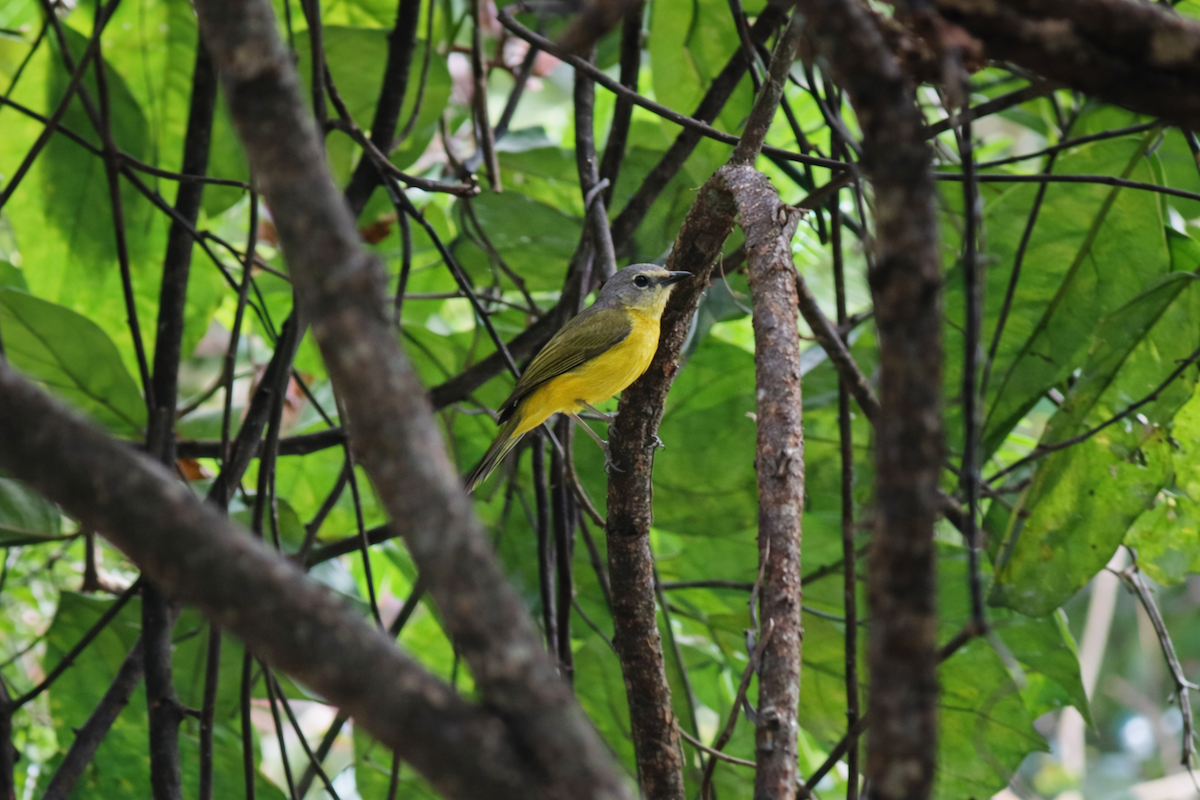 Канарниця сіроголова - ML649120200