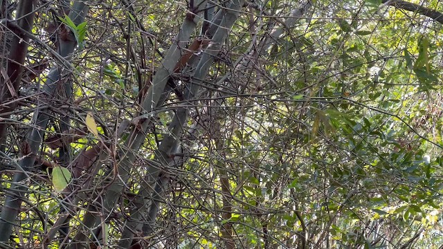 Brownish-flanked Bush Warbler - ML649120333