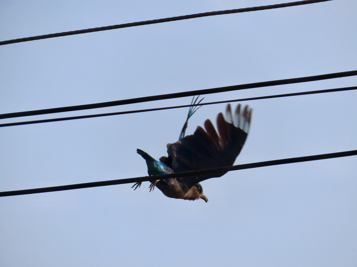 Сиворакша індокитайська - ML649120395