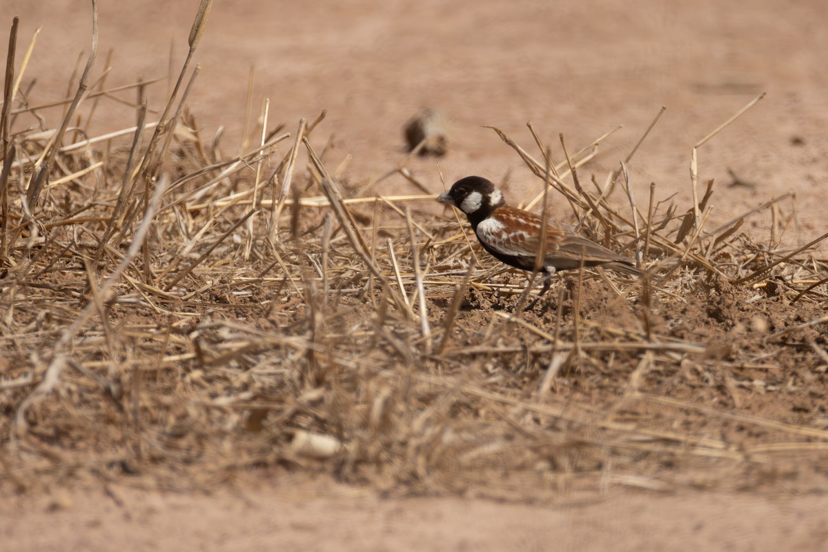 Terrera Orejiblanca - ML649121030