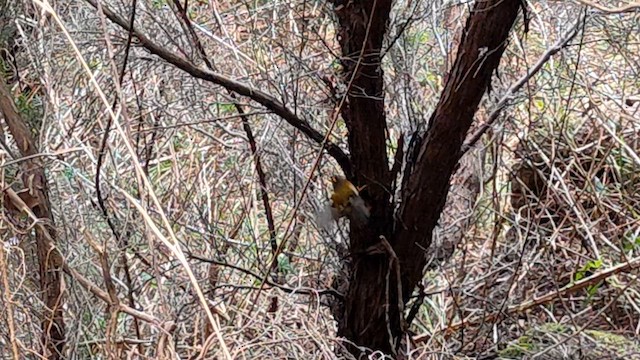 Madeira Firecrest - ML649121092