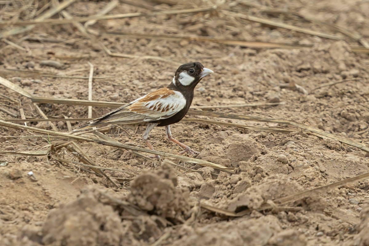 Terrera Orejiblanca - ML649121635