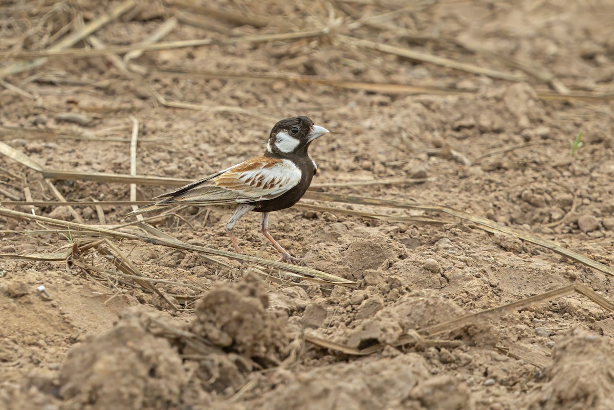 Terrera Orejiblanca - ML649121636