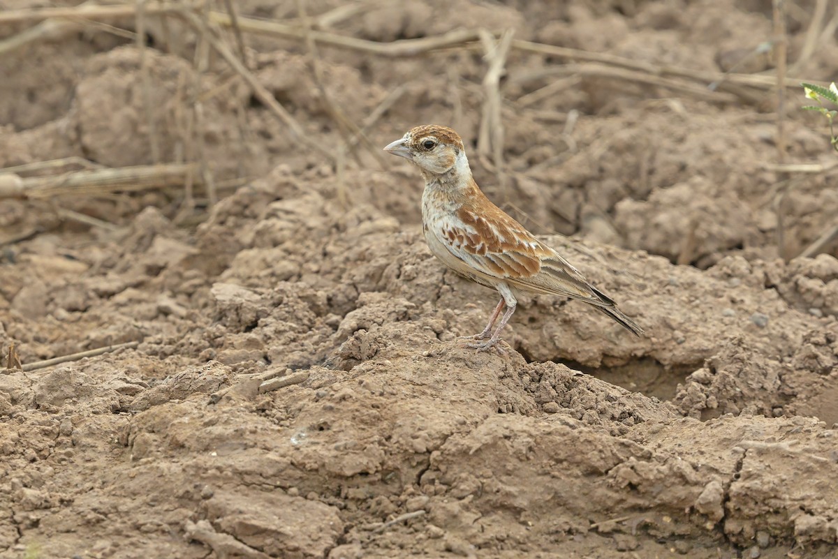 Terrera Orejiblanca - ML649121637