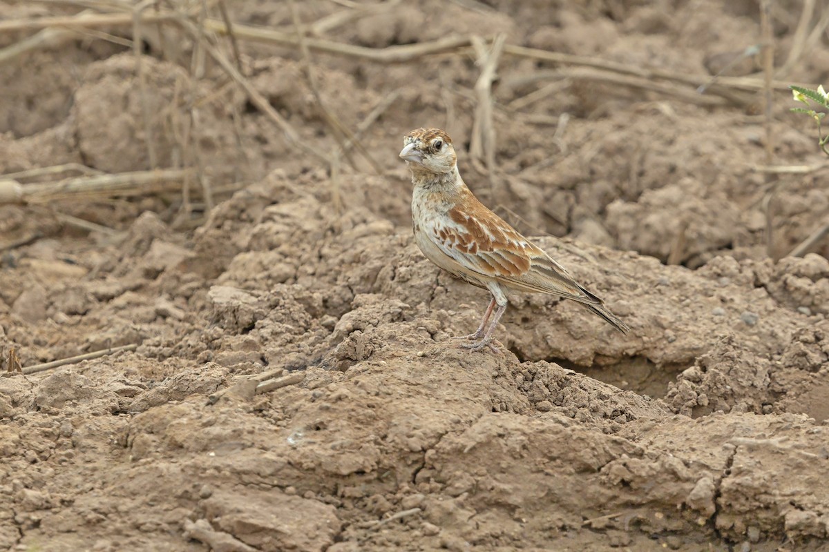 Terrera Orejiblanca - ML649121638