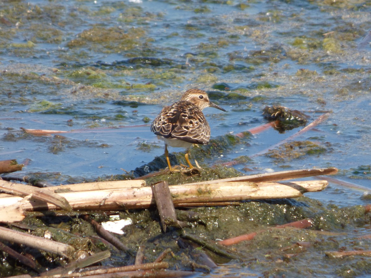 Least Sandpiper - ML64912171