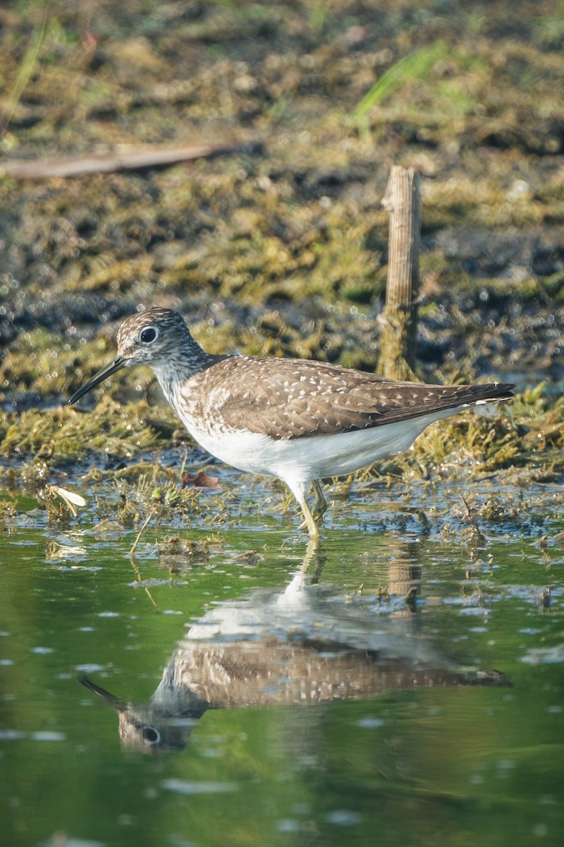 Solitary Sandpiper - ML649121767
