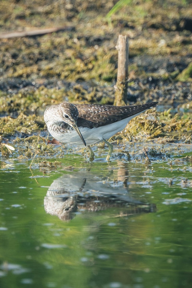 Solitary Sandpiper - ML649121768