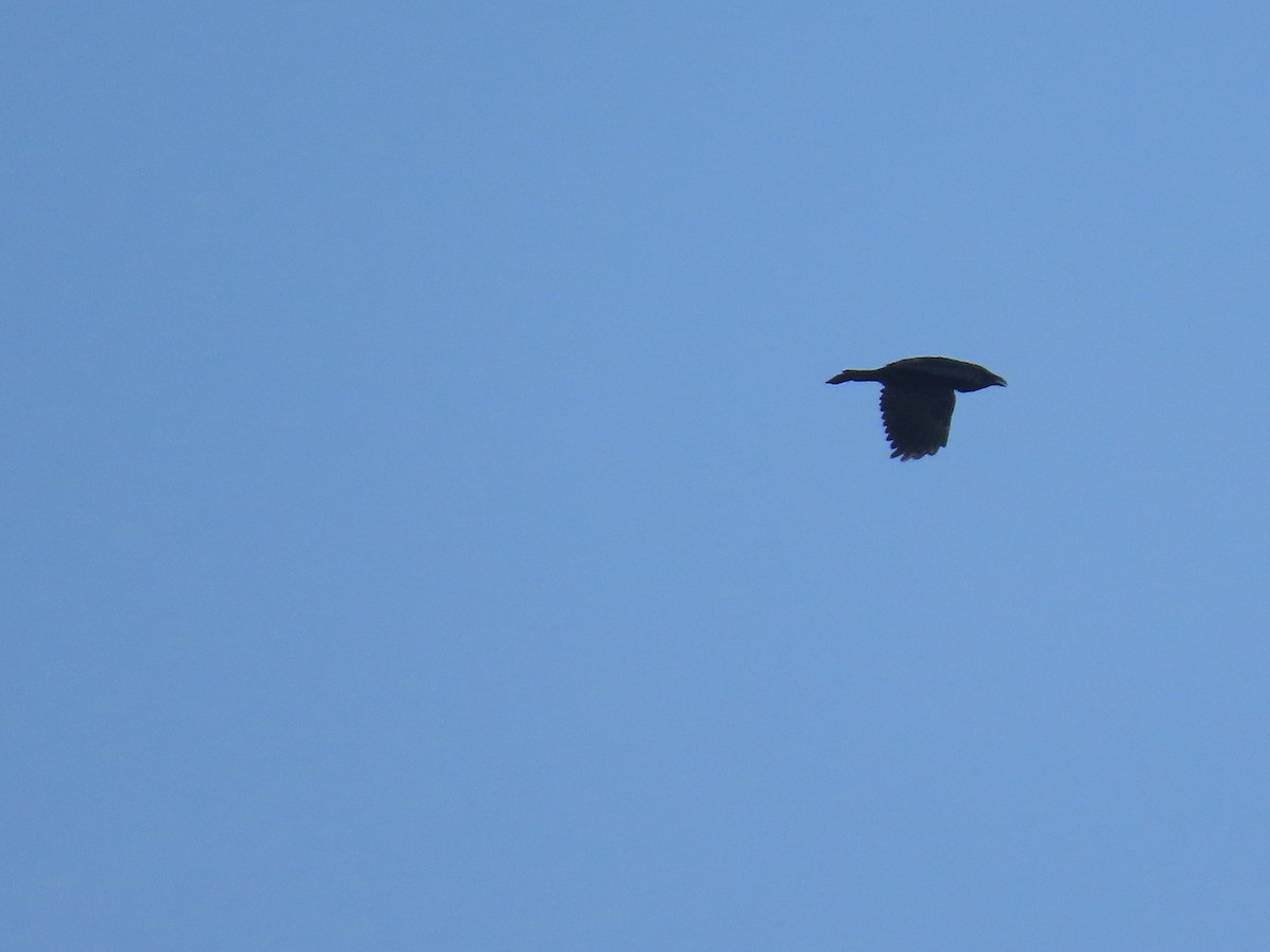 Common Raven - ML649122236