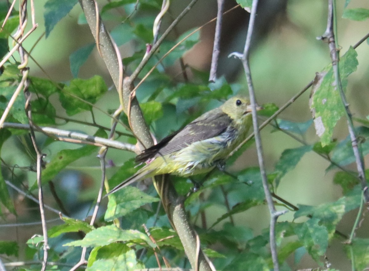 Scarlet Tanager - ML649122293