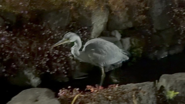 Gray Heron - ML649122360