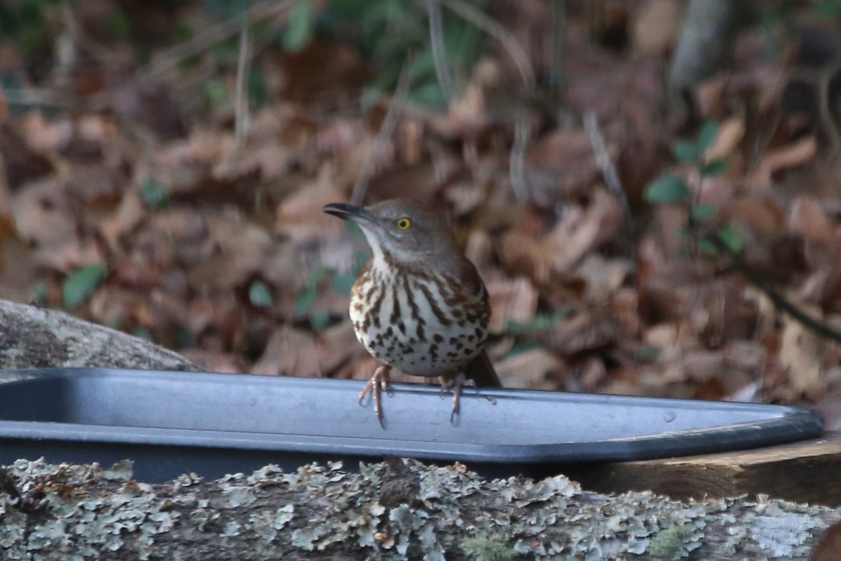 Moqueur roux - ML649122396