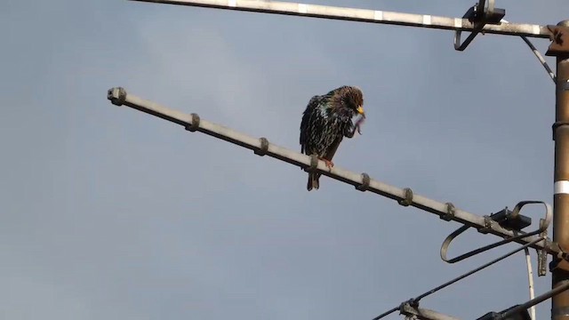 European Starling - ML649122528