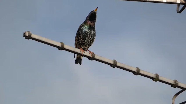 European Starling - ML649122531