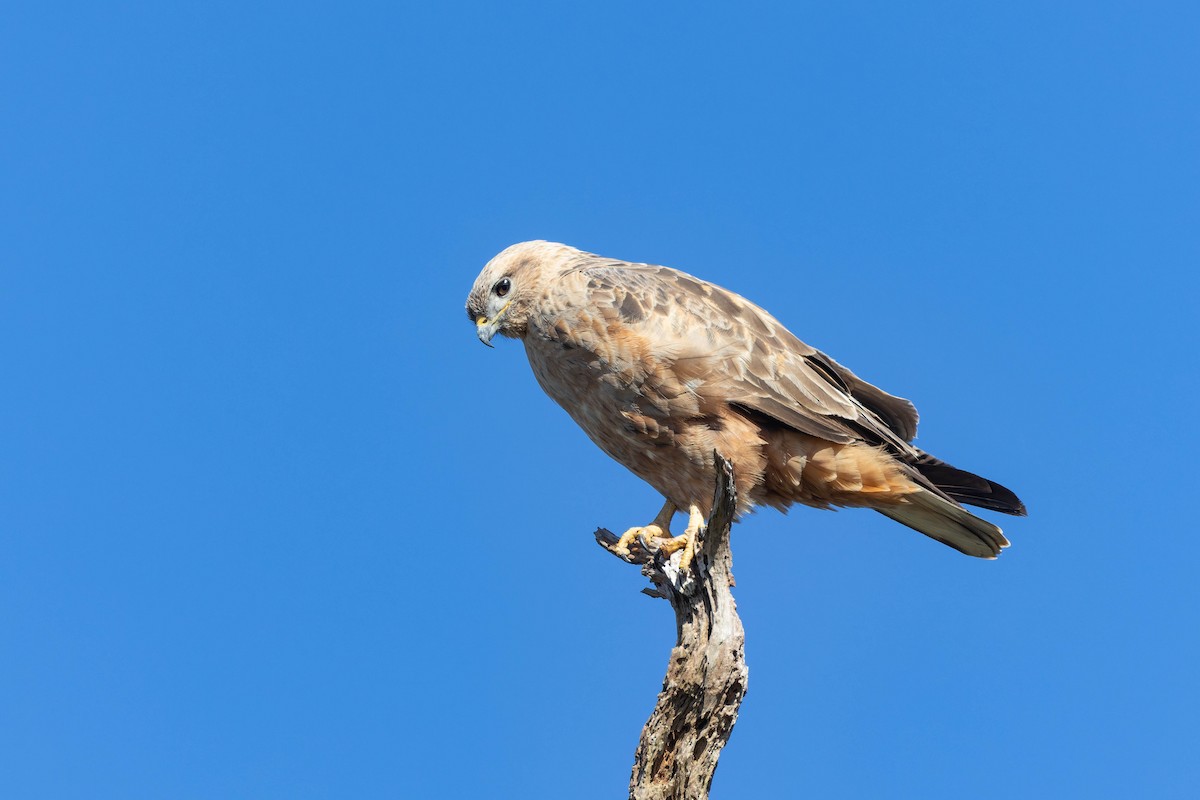 Mäusebussard (Falkenbussard) - ML649122641