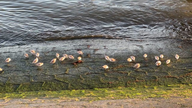 חופית לבנה - ML649123255