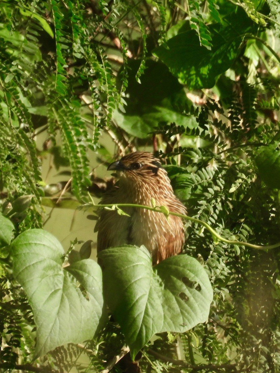 Bengalenkuckuck - ML649123603