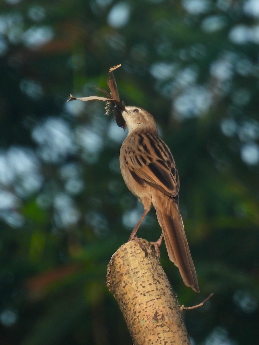 Streifenbuschsänger - ML649123610