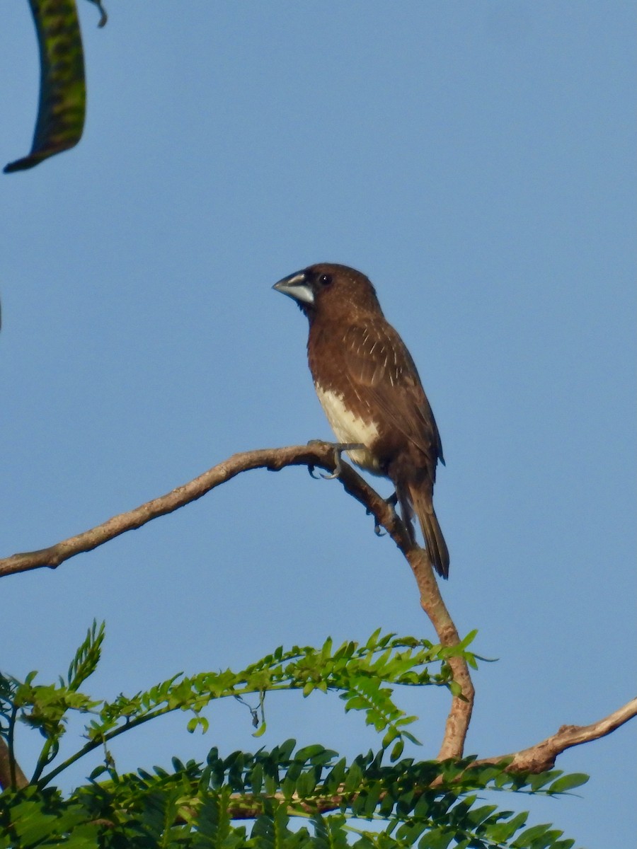 Weißbauch-Bronzemännchen - ML649123612