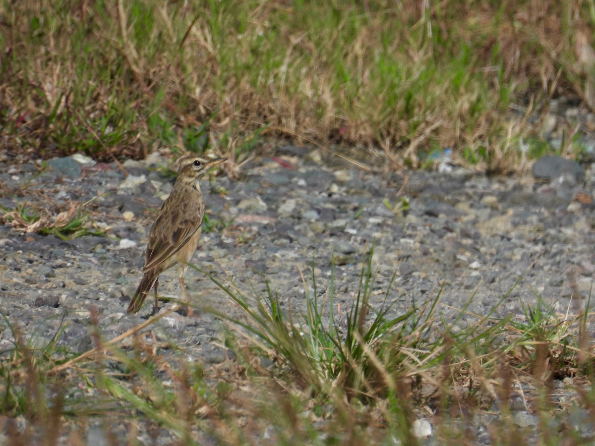 Orientspornpieper - ML649123615