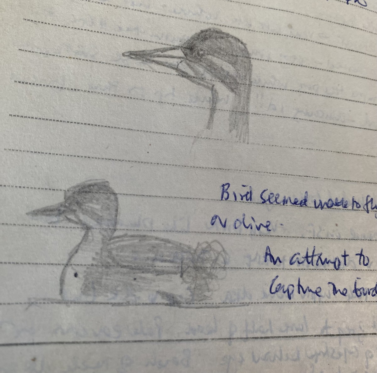 Red-necked Grebe - ML649123671