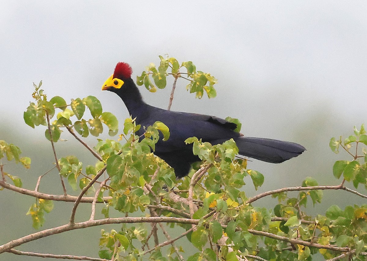 Ross's Turaco - ML649123680