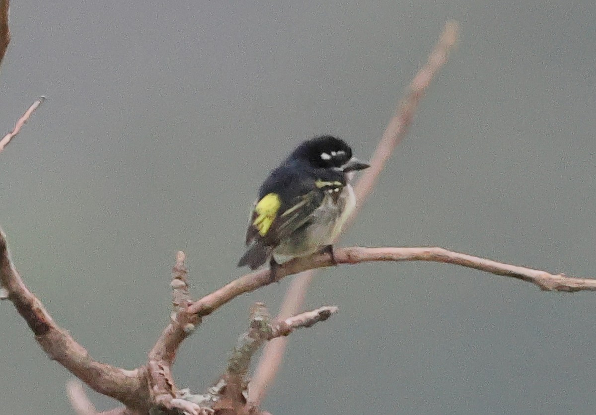 Yellow-rumped Tinkerbird - ML649123685