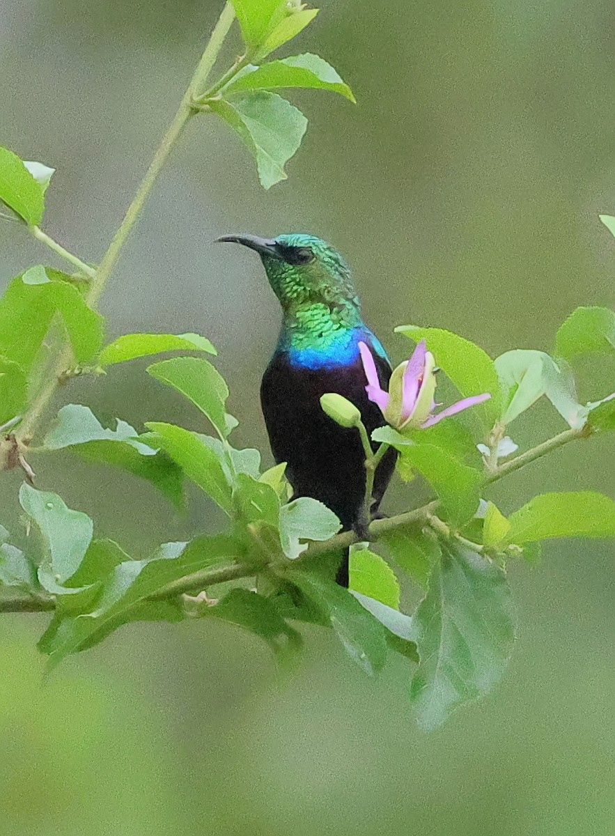 Marico Sunbird - ML649123695