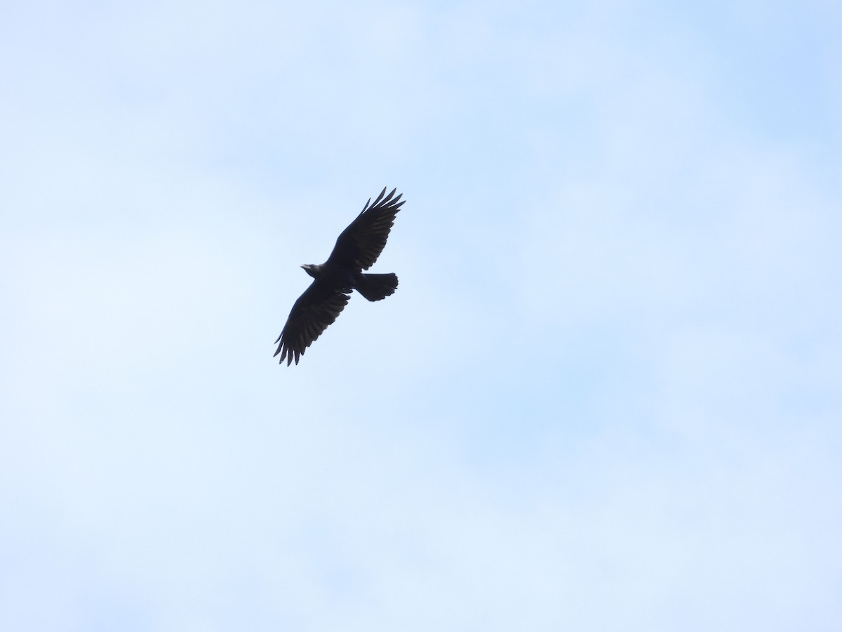 Common Raven - ML649124116