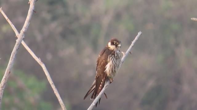 Eurasian Hobby - ML649124165