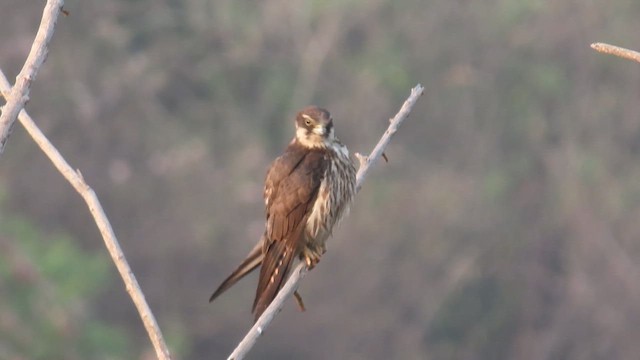 Eurasian Hobby - ML649124174