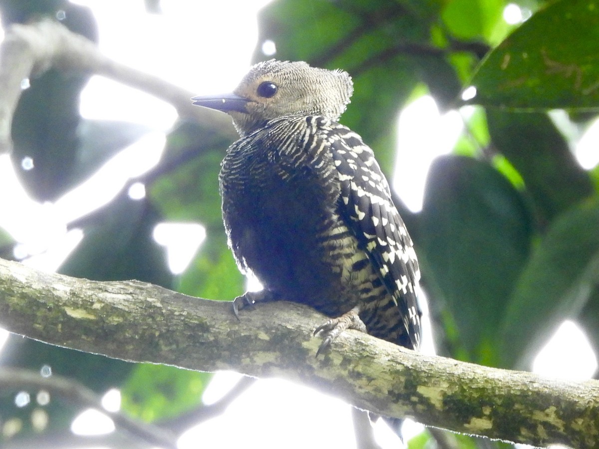 Buff-rumped Woodpecker - ML649124183