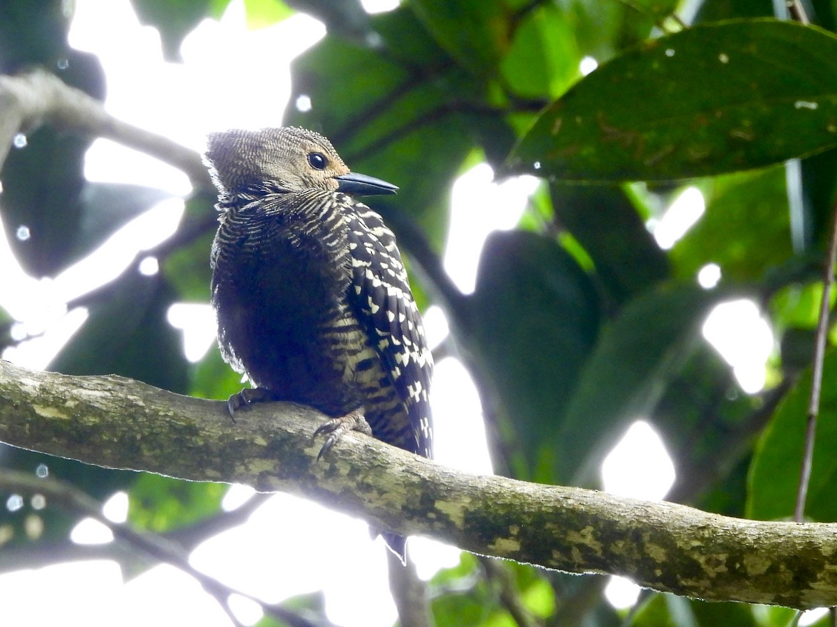 Buff-rumped Woodpecker - ML649124184