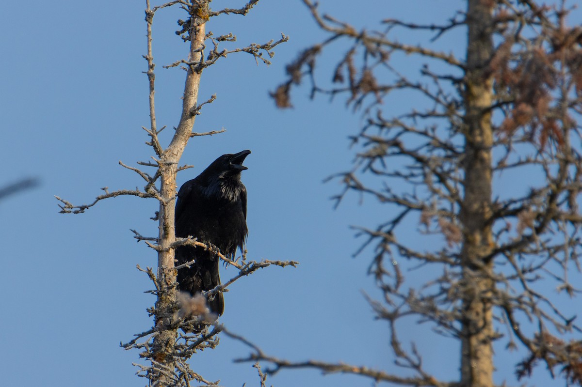 Common Raven - ML649124209